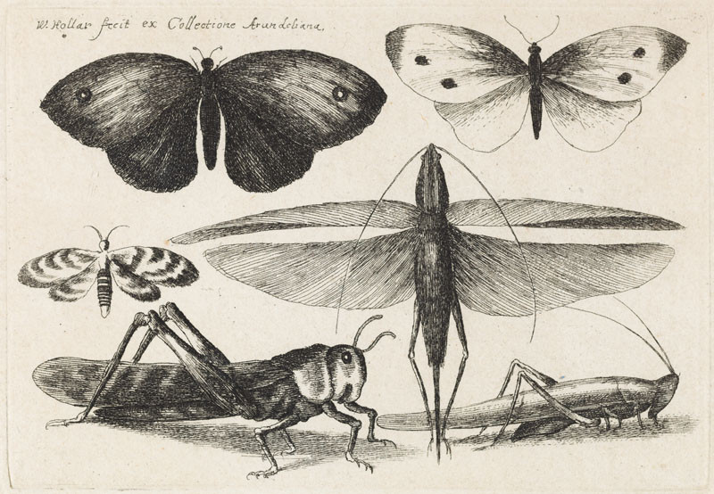 Václav Hollar - rytec - Motýli, vážka a kobylky