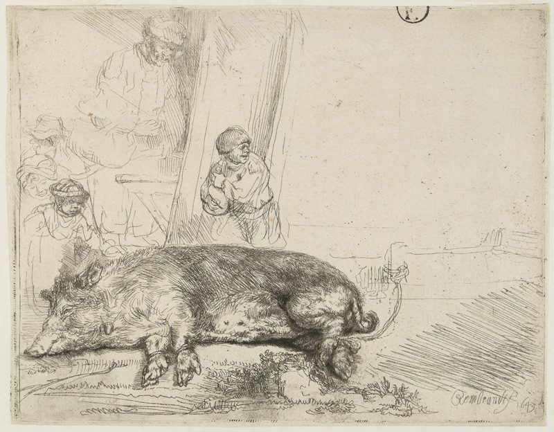 Rembrandt Harmenszoon van Rijn - Vepř