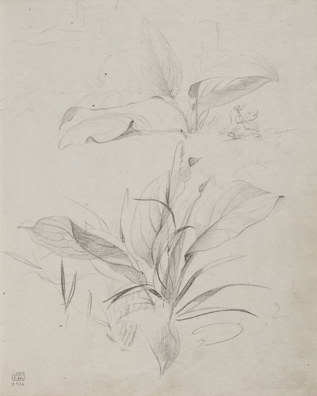 František Tkadlík - Sheet from Sketchbook C - two studies of broad-leaved plants
