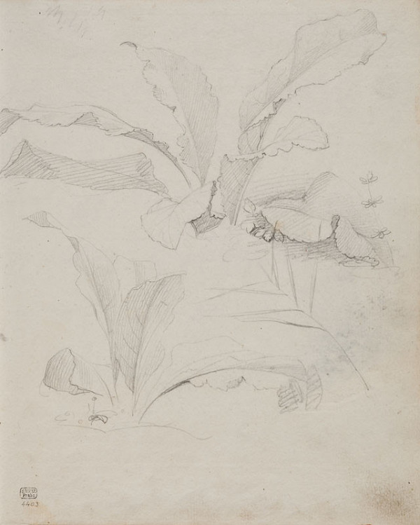 František Tkadlík - List v náčrtníku C - dvě studie širokolisté rostliny 