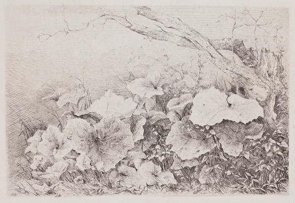 Julius Mařák - Podběl 