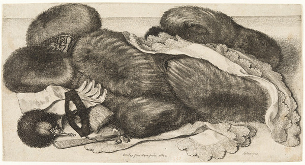 Wenceslaus Hollar - engraver - Still Life with Muffs, Scarves, Gloves, Fans and a Mask 