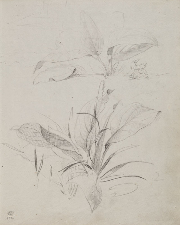 František Tkadlík - Sheet from Sketchbook C - two studies of broad-leaved plants 