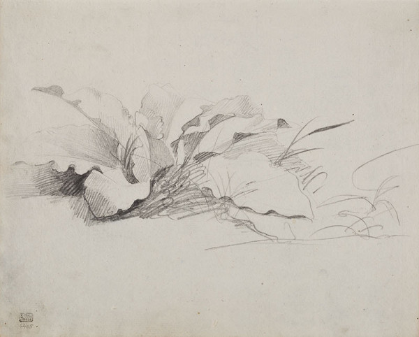 František Tkadlík - Sheet from Sketchbook C - two studies of broad-leaved plants 