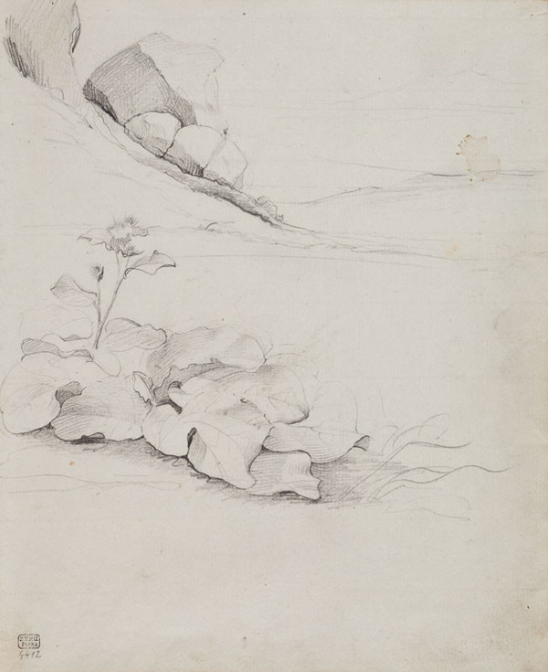 František Tkadlík - Sheet from Sketchbook C - studies of plants and rocks 