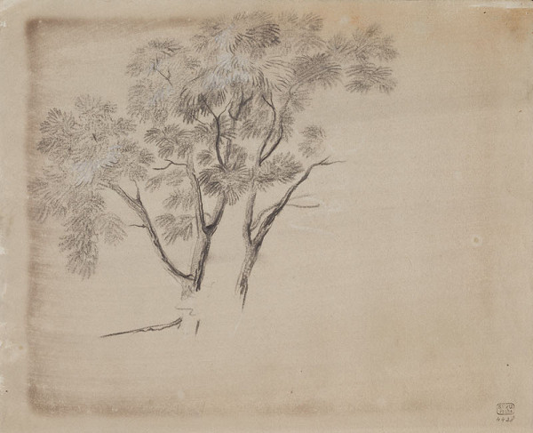 František Tkadlík - Sheet from Sketchbook C - study of a tree 