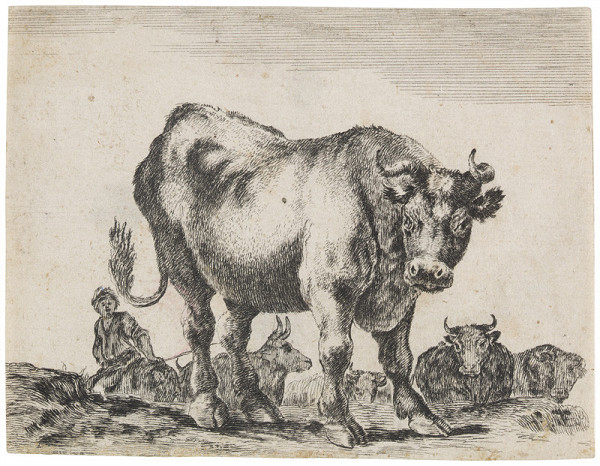 Stefano della Bella - engraver - Bull 