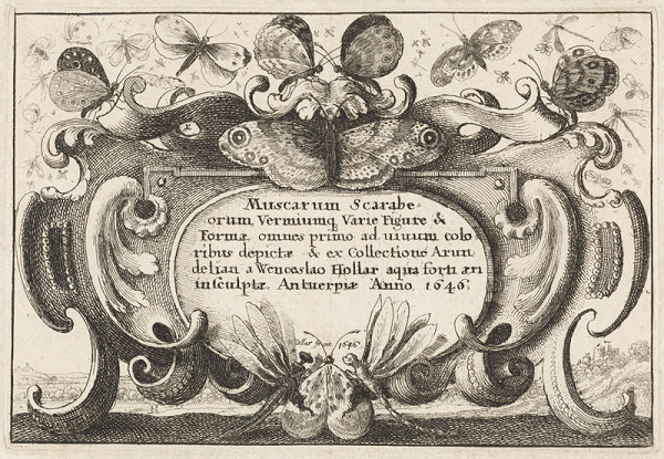 Wenceslaus Hollar - Title page for the Butterflies and Insects cycle (Muscarum scarabeorum vermiumque variae figurae et formae, ?) 