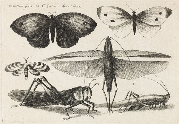 Wenceslaus Hollar - Butterflies, Dragonfly and Grasshopper 