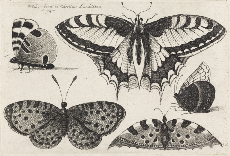 Wenceslaus Hollar - The sheet with butterflies