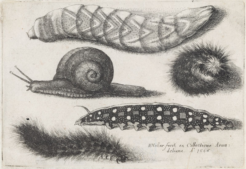 Wenceslaus Hollar - Snail and Four Caterpillars from the series Muscarum scarabeorum...