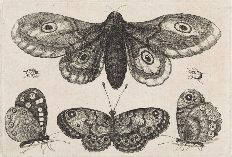 Wenceslaus Hollar - Four Butterflies and Two Beetles