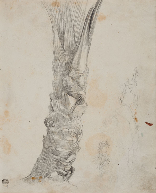 František Tkadlík - Sheet from Sketchbook C - study of a palm tree trunk