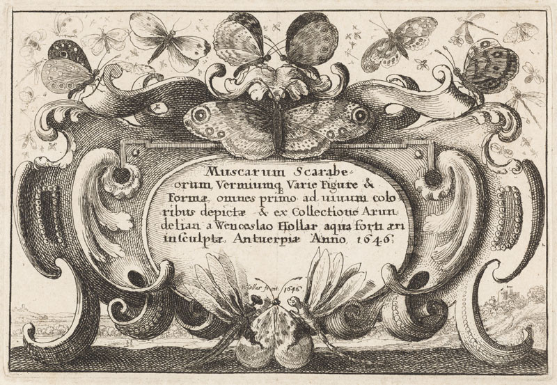 Wenceslaus Hollar - Title page for the Butterflies and Insects cycle (Muscarum scarabeorum vermiumque variae figurae et formae, ?)