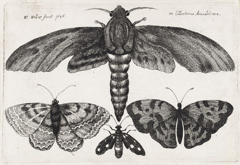 Wenceslaus Hollar - Four Butterflies from the series Muscarum scarabeorum...